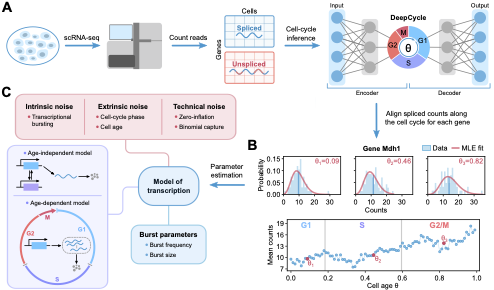 Diagram of the scRNA-seq cell-cycle inference and stochastic gene expression modeling pipeline